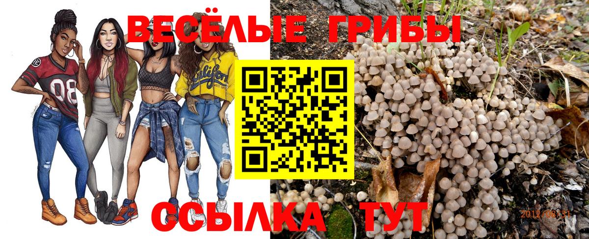 Псилоцибиновые грибы Psilocybe Ивантеевка